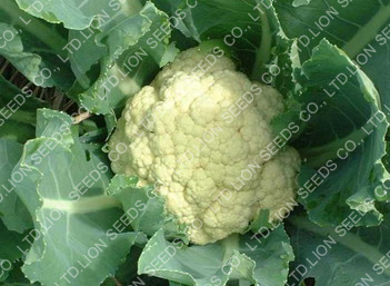 Cauliflower - Snowball