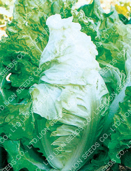 Chinese Cabbage â€“ Bua Khao