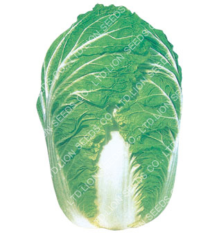 Chinese Cabbage â€“ Nippon F1