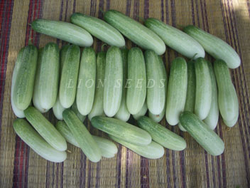 Free Shiping 100 Seed TaengkwaThai Cucumber  Vegetable Seeds Good Quality 