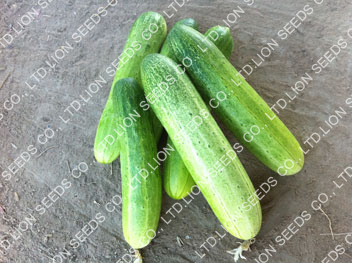 Cucumber - CU 115