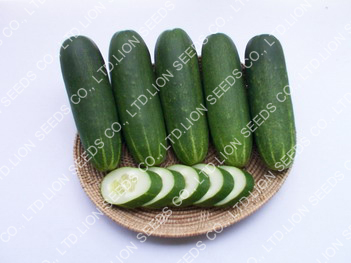 Cucumber - CU 4308