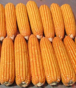 Corn BigKing K1(Corn007)