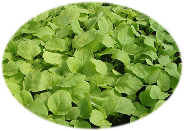 Green Amaranth Organic