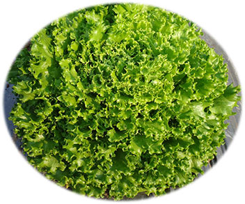 Green Salad Bowl - Organic