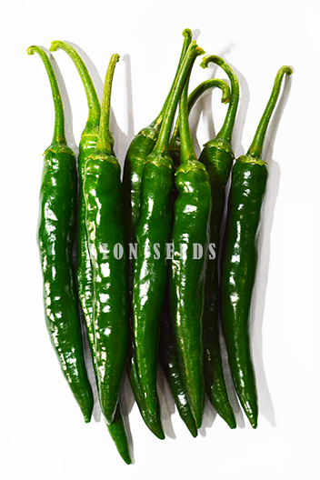 chili-pepper-PE503