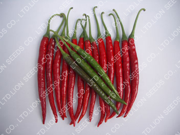 chili-pepper-4651