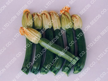 zucchini-1211