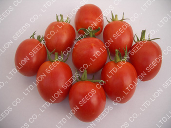 Tomato - TO 168