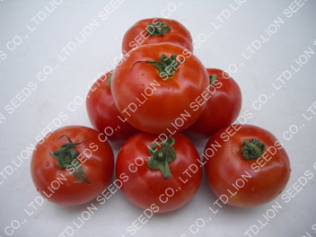 Tomato - TO 161