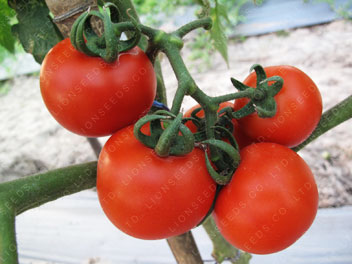 Tomato - TO 200