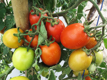 Tomato - TO 201