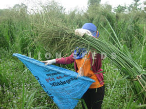 Ubon paspalum seed harvesting Thailand_resize