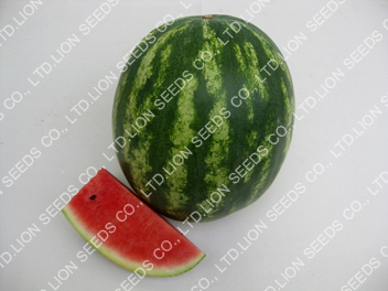 Watermelon - WM147