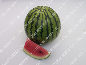 Watermelon - WM 185 Chutchai