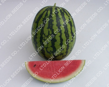 Watermelon - WM 186 Somros