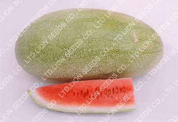 Watermelon - WM 211