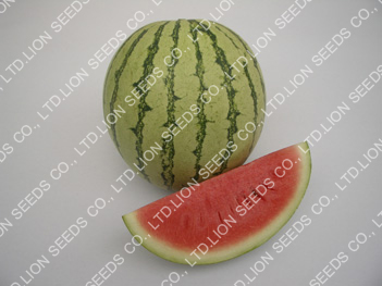 Watermelon - WM 4112