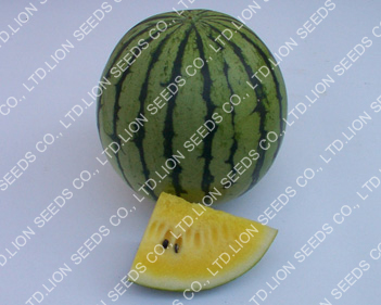 Watermelon - WM 4118
