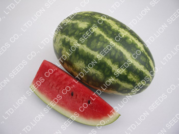 Watermelon - WM 4123 Solo