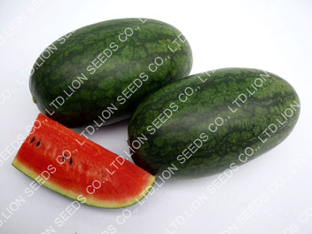 Watermelon - WM 4121 Seal