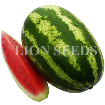 Watermelon - WM4165