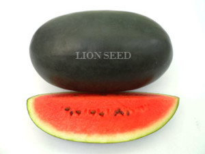 Watermelon - WM 4160