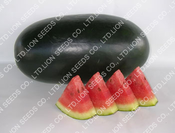 Watermelon - WM 4160