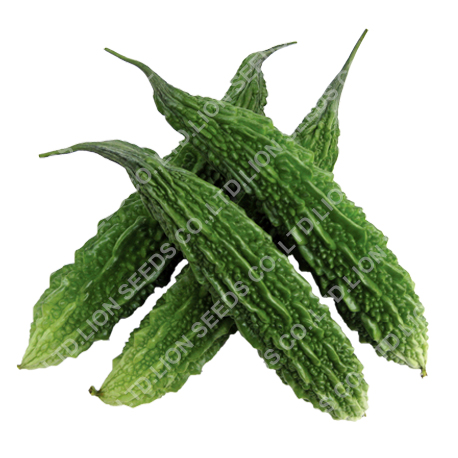 Bitter Gourd - BG 4715
