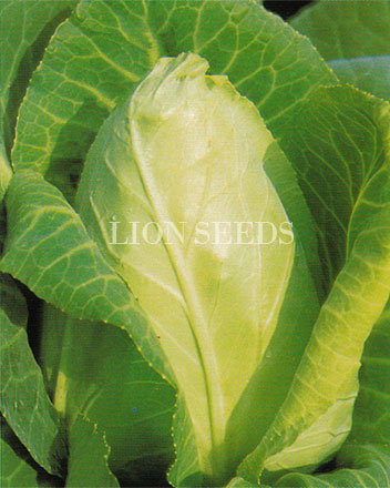Cabbage - Cupid Pointed Cabbage