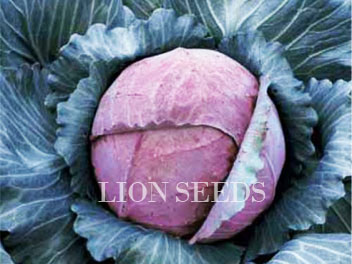 Cabbage â€“ RED CABBAGE