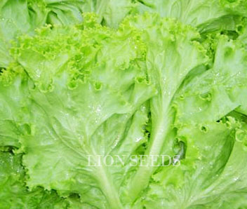 Lettuce - Oak leaf